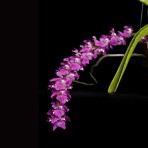 Aerides Multiflora